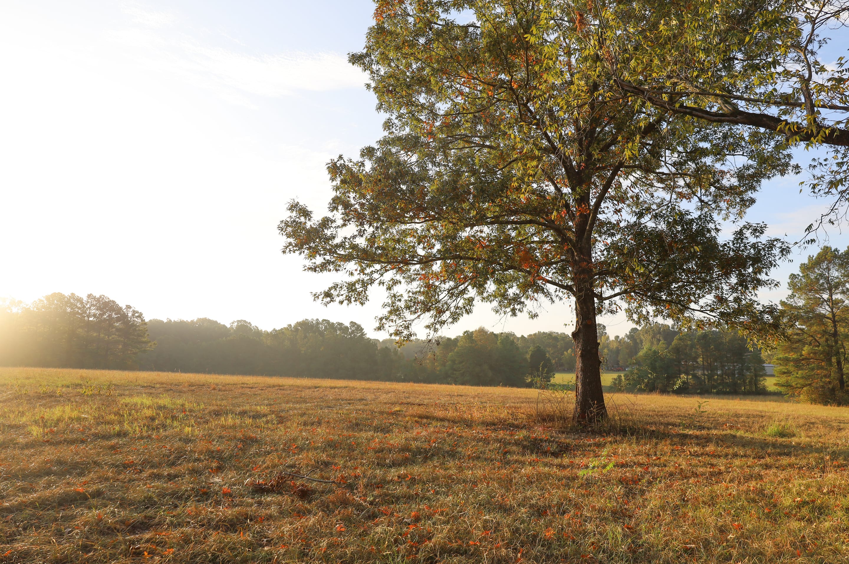 Shade tree in an open field