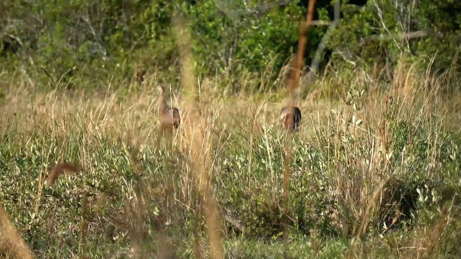 Turkeys in Delta grassland