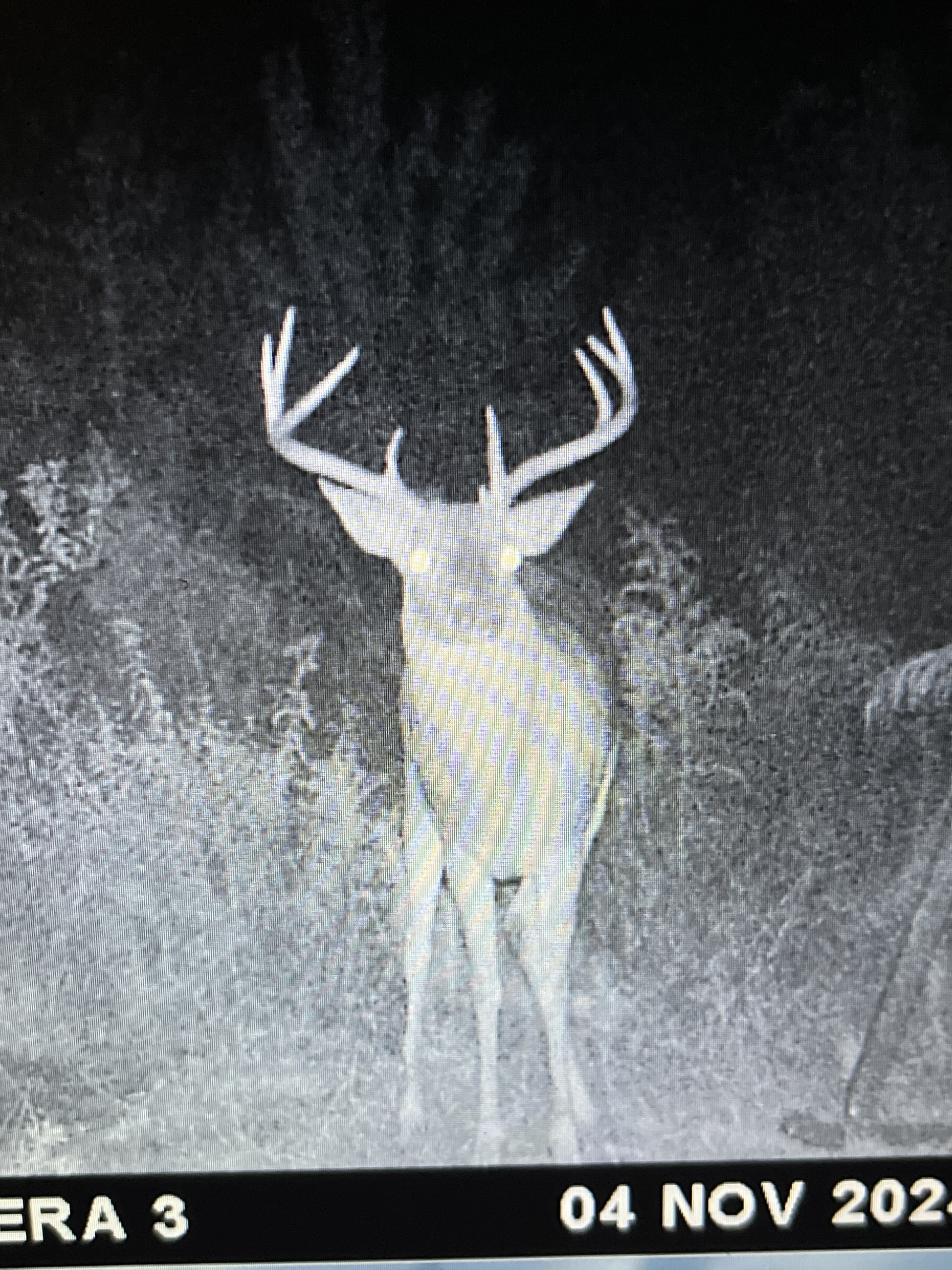 Trail Cam 10