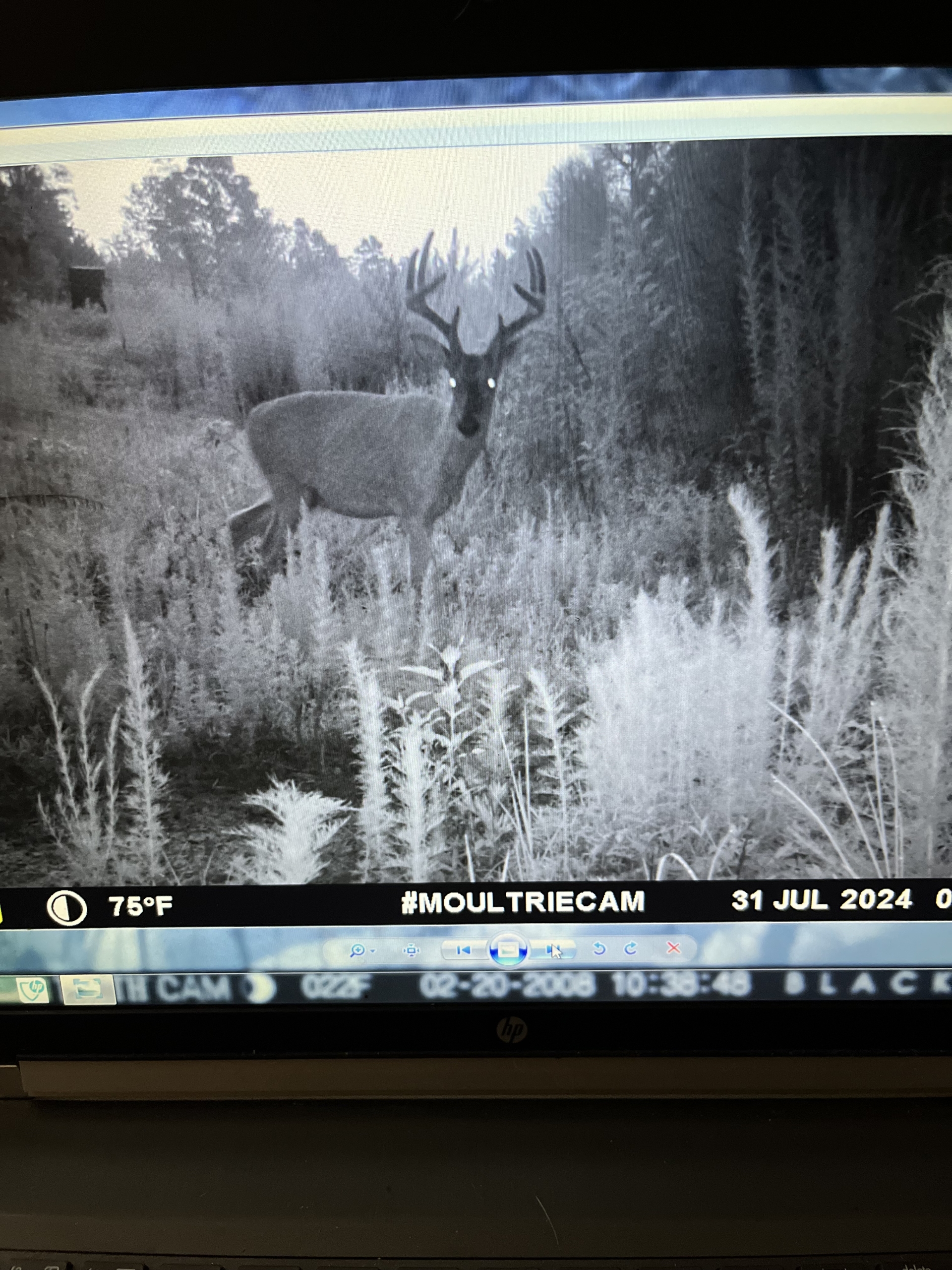 Trail Cam 11