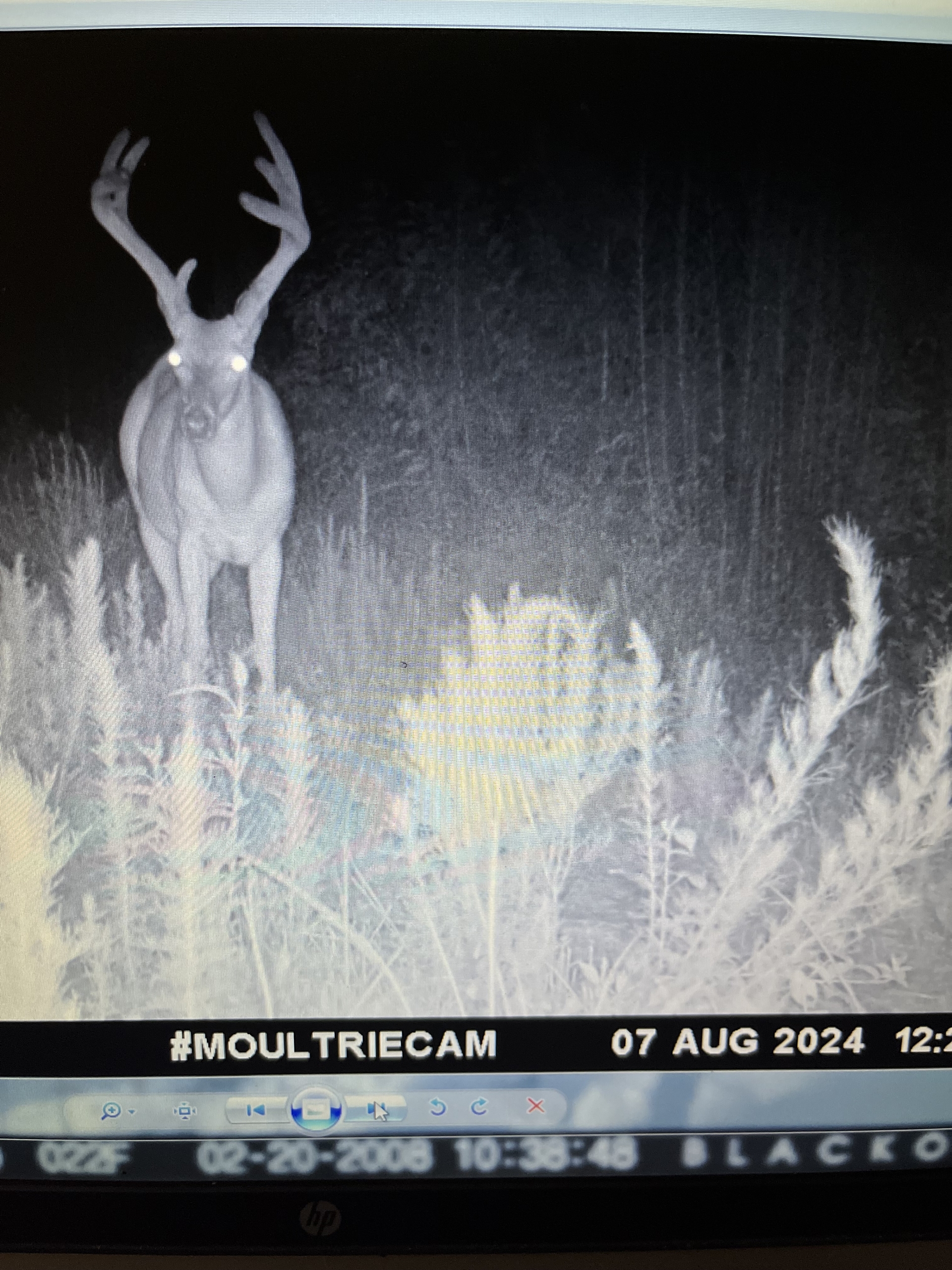 Trail Cam 12