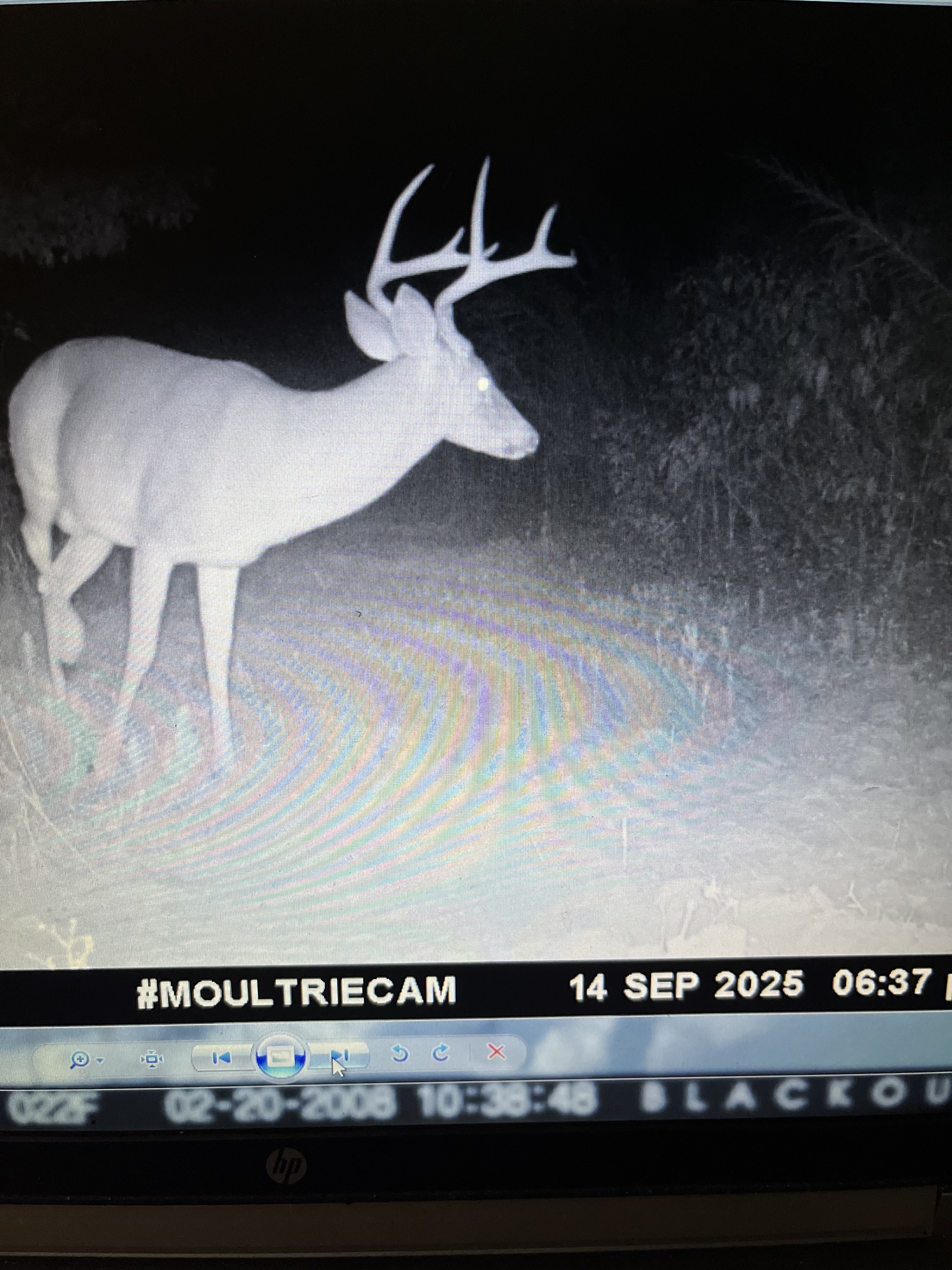 Trail Cam 15