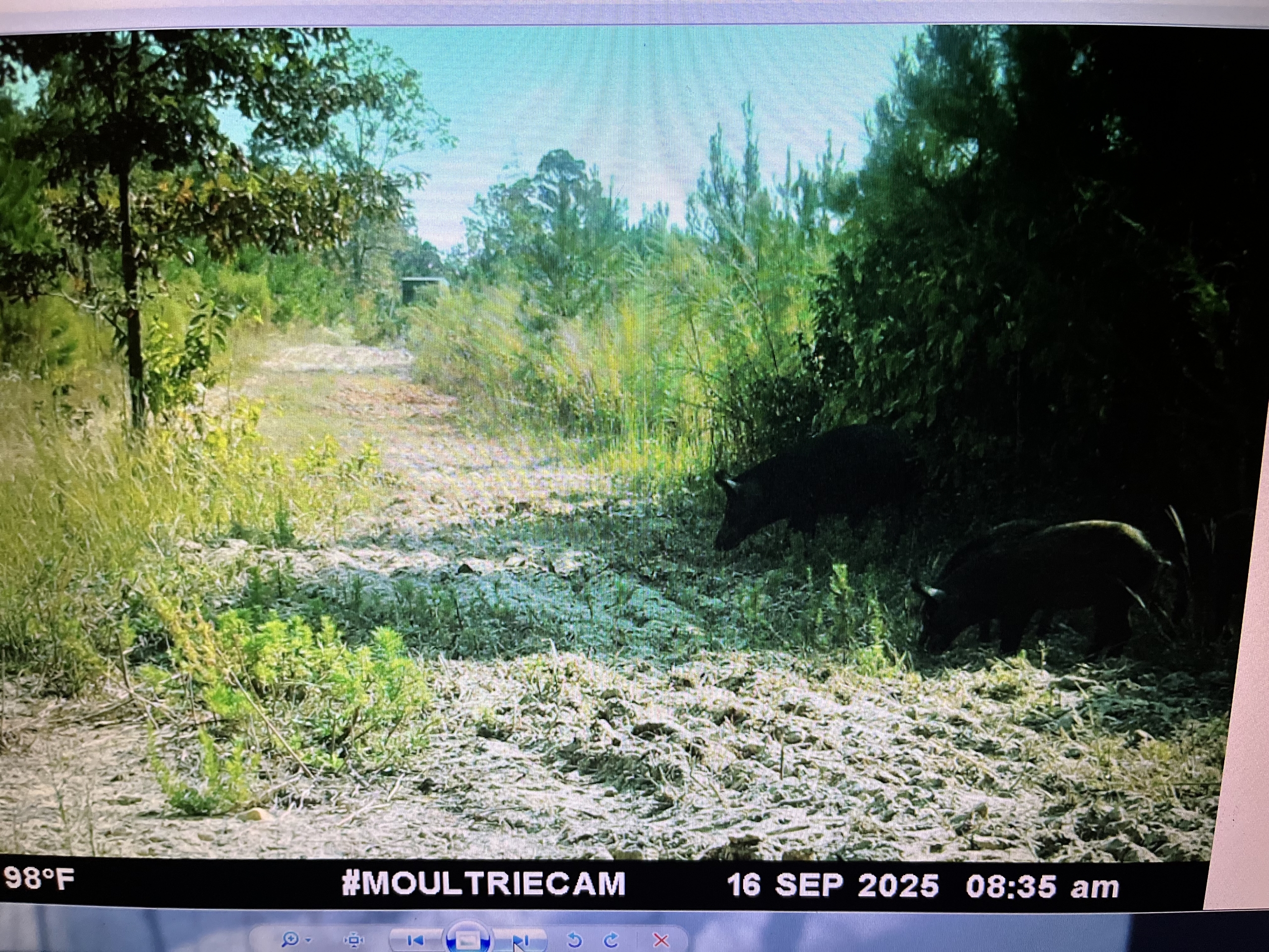 Trail Cam 16