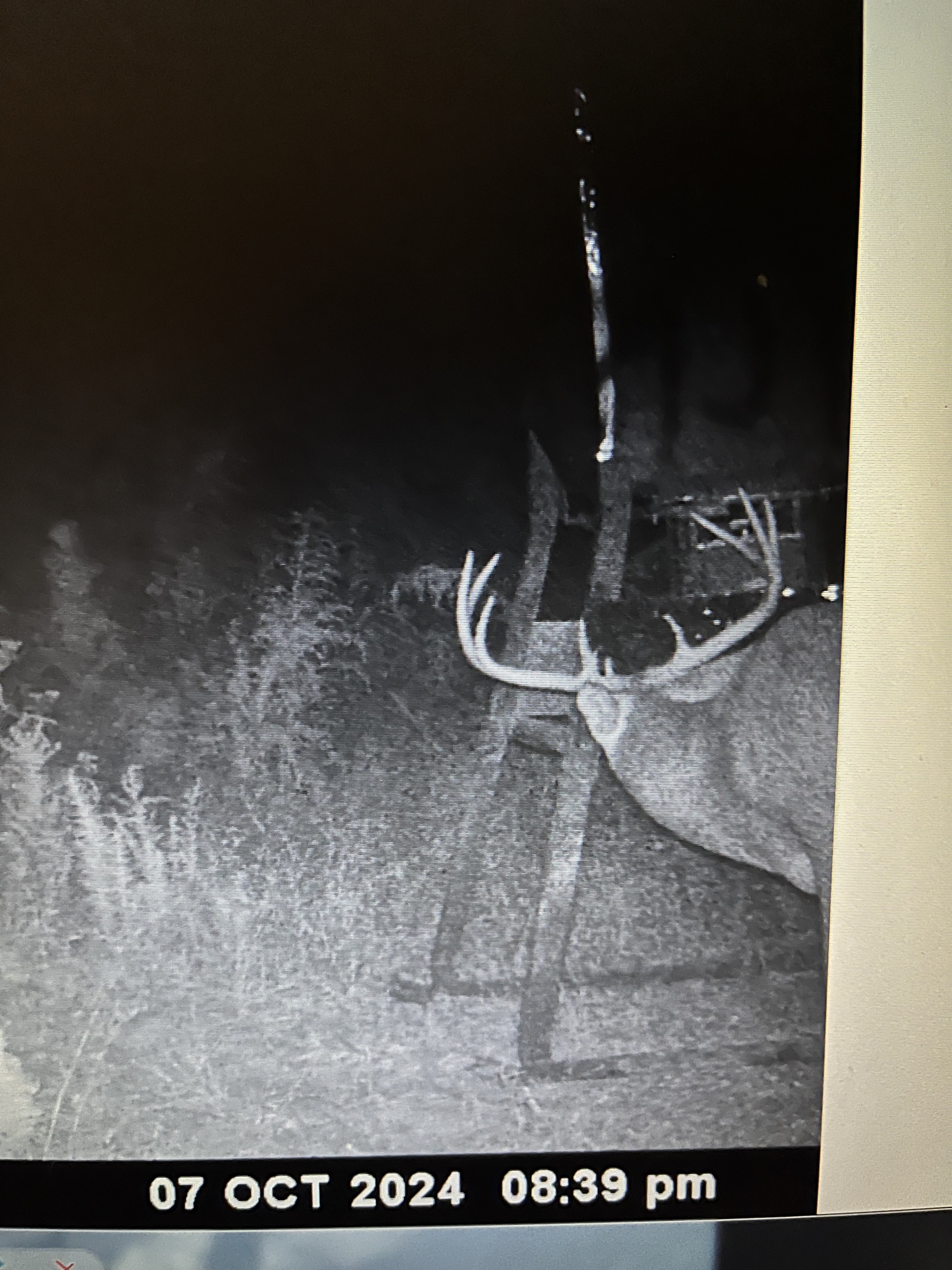 Trail Cam 19