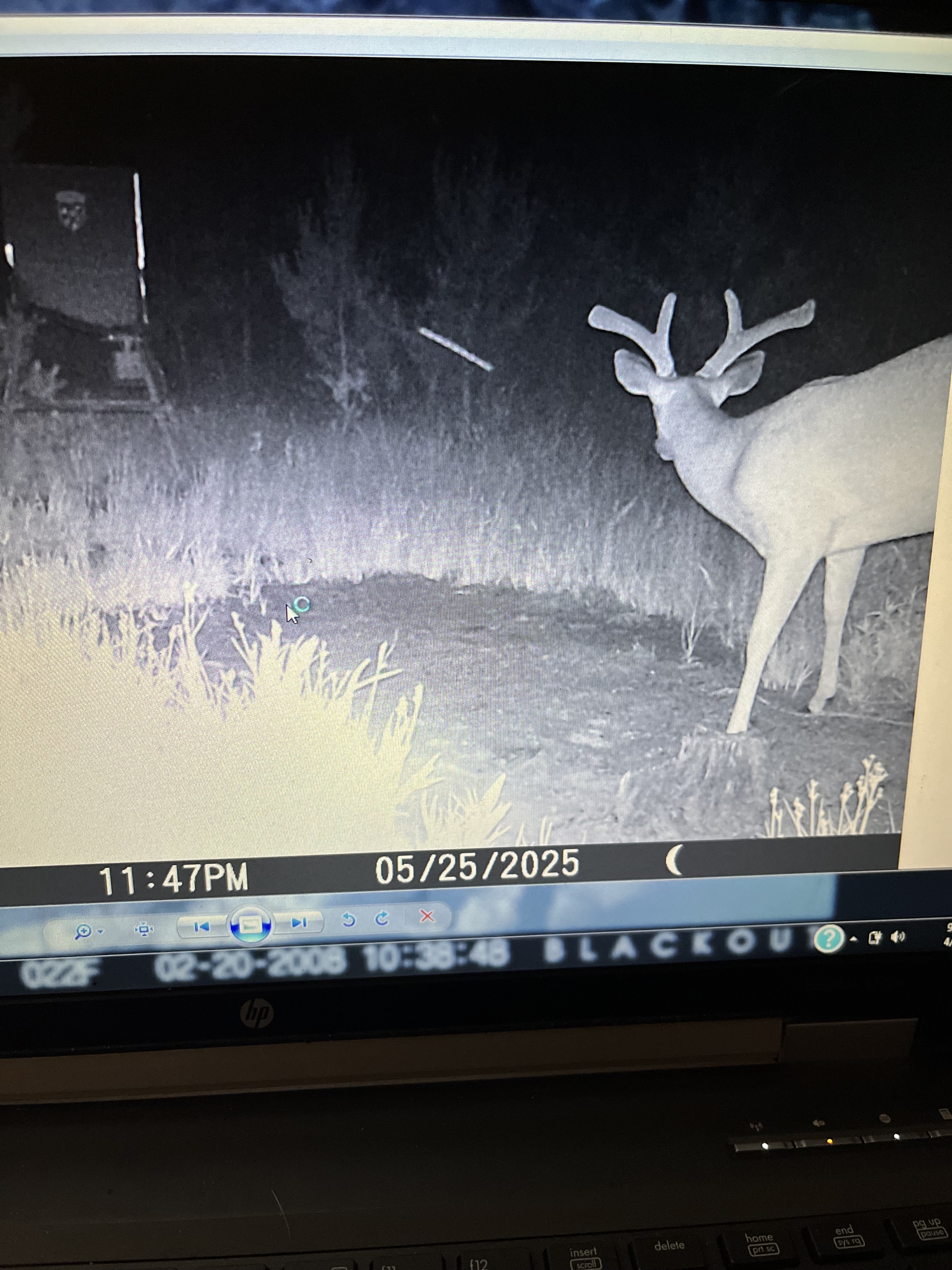 Trail Cam 3