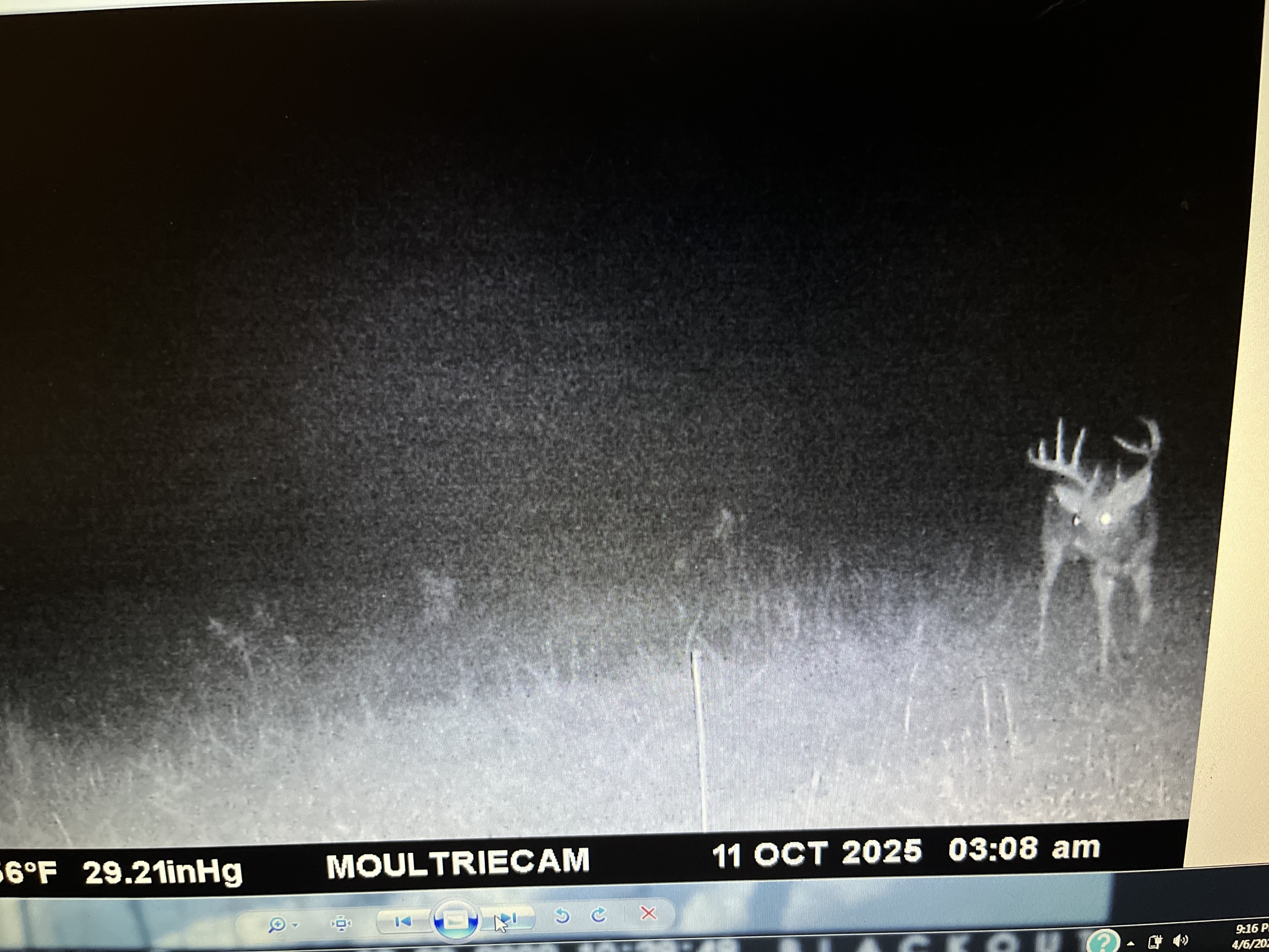 Trail Cam 5
