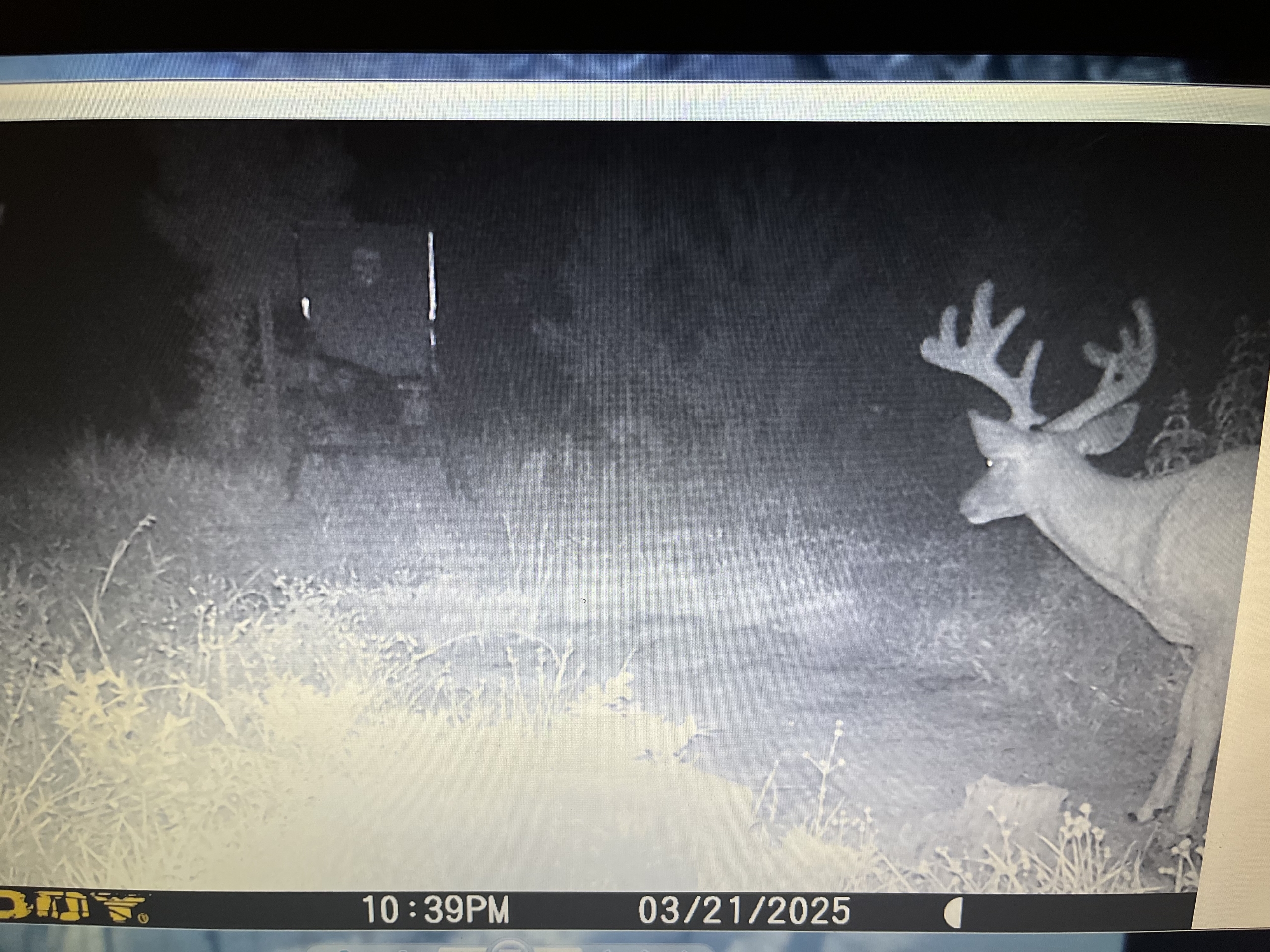 Trail Cam 7