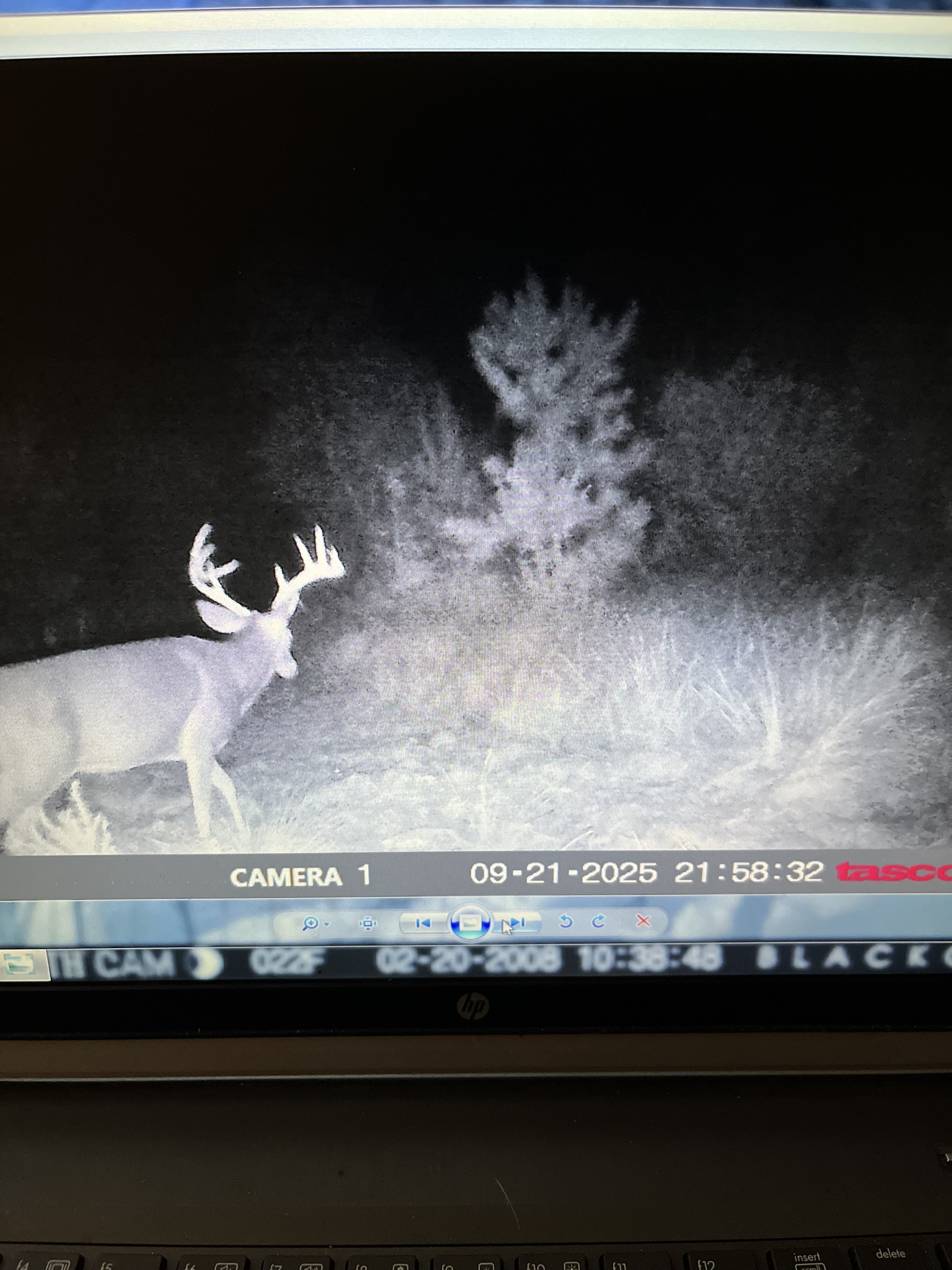 Trail Cam 8