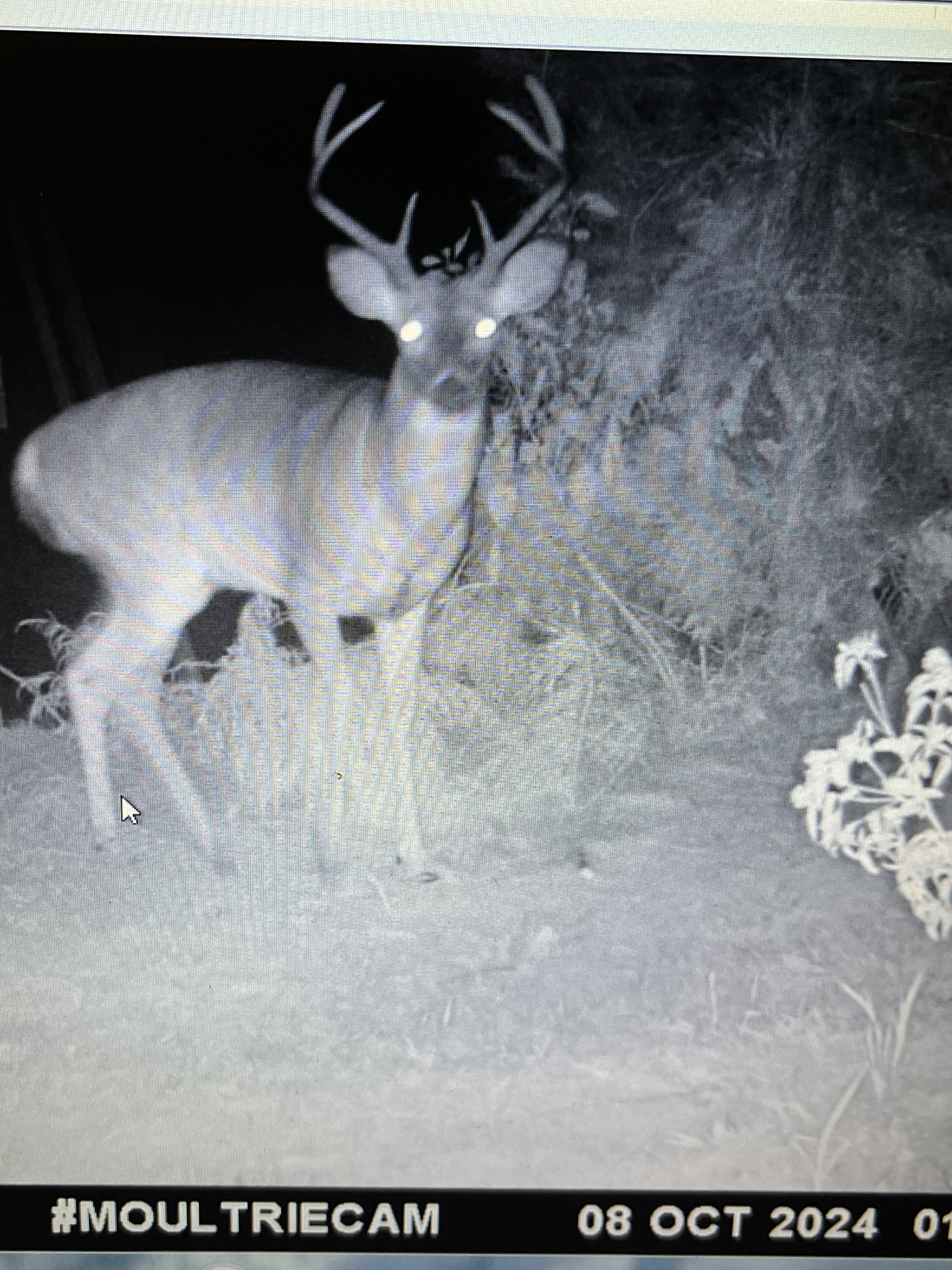 Trail Cam 9