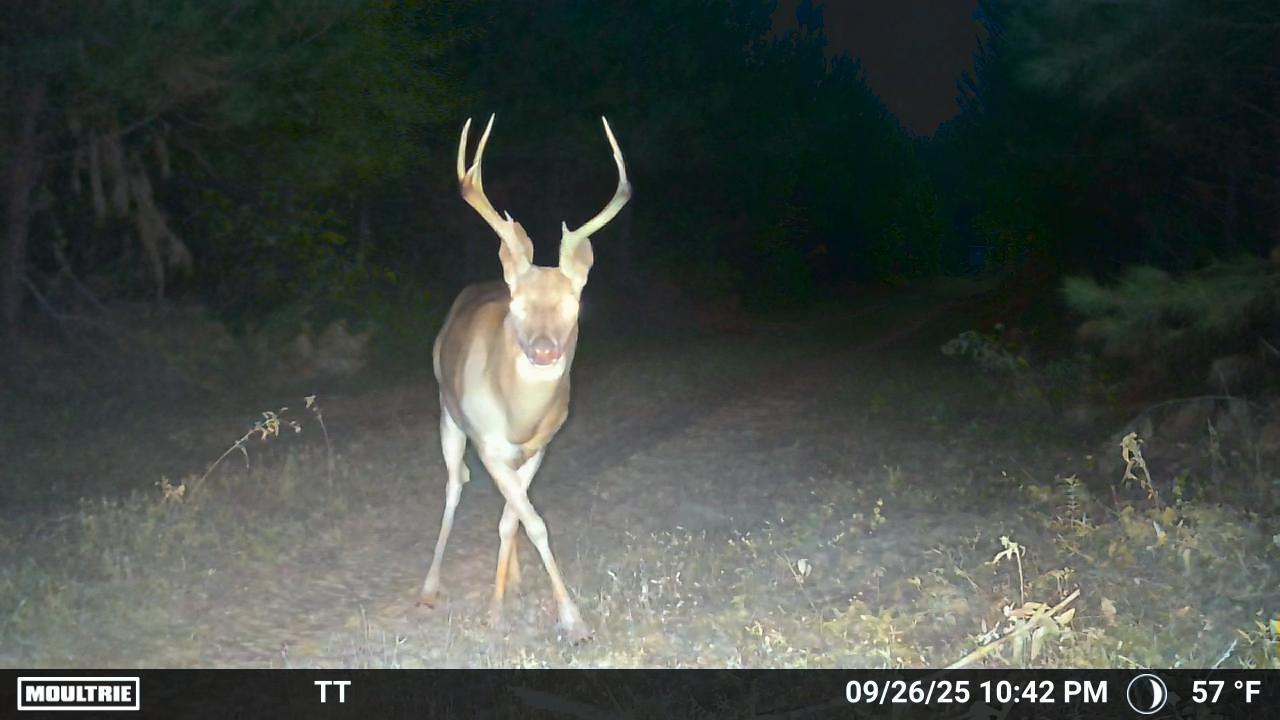 MOULTRIE DIGITAL CAMERA