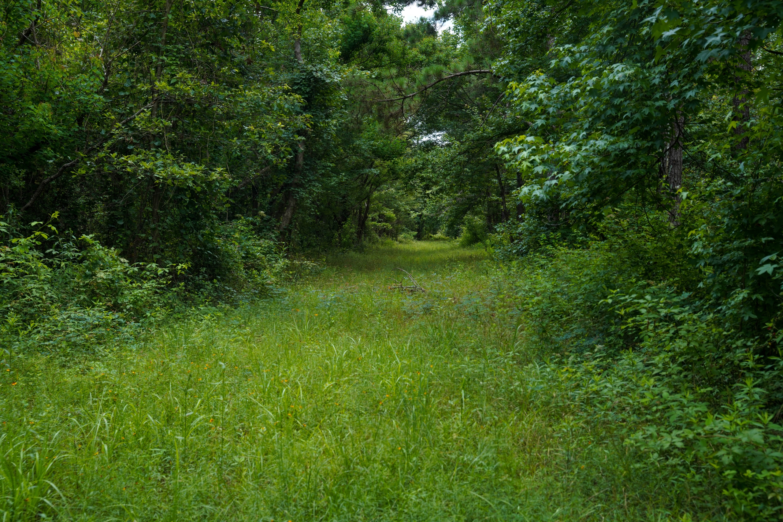 DSC03136